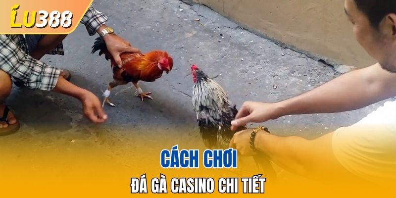 Cách chơi chọi gà chi tiết cho tất cả thành viên