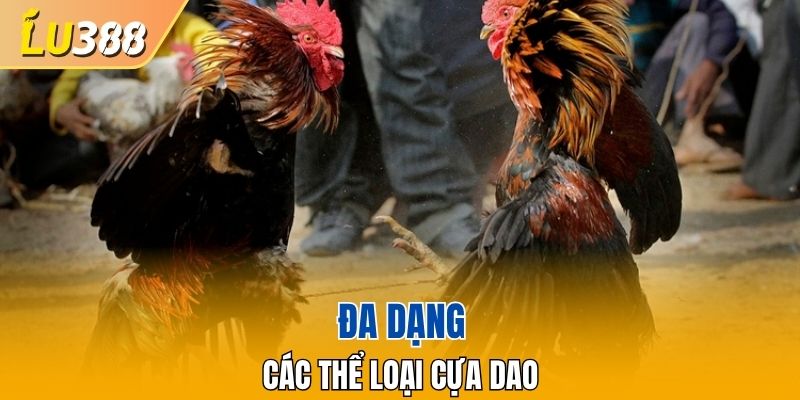 Chuẩn bị loại cựa chất lượng