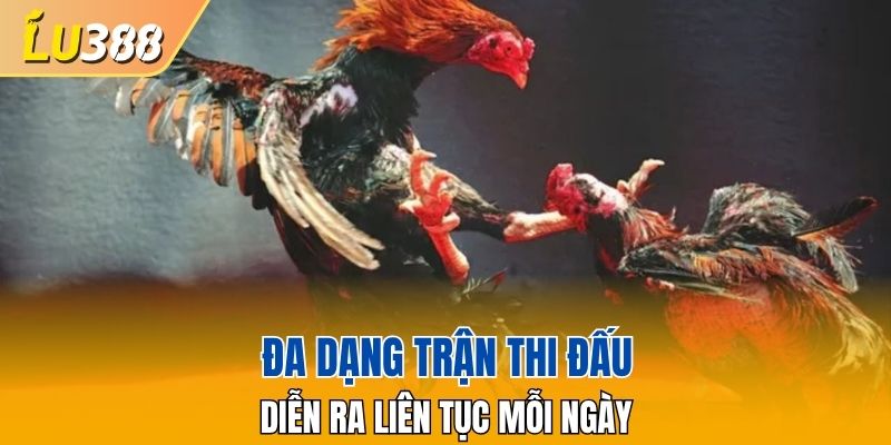 Đa dạng trận thi đấu hấp dẫn diễn ra liên tục mỗi ngày