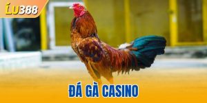 đá gà casino