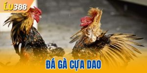 đá gà cựa dao