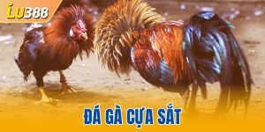 Đá gà cựa sắt