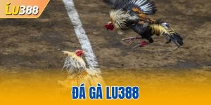 đá gà LU388
