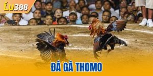 đá gà Thomo