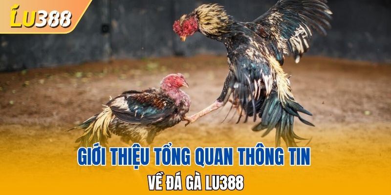 Giới thiệu tổng quan thông tin về đá gà LU388