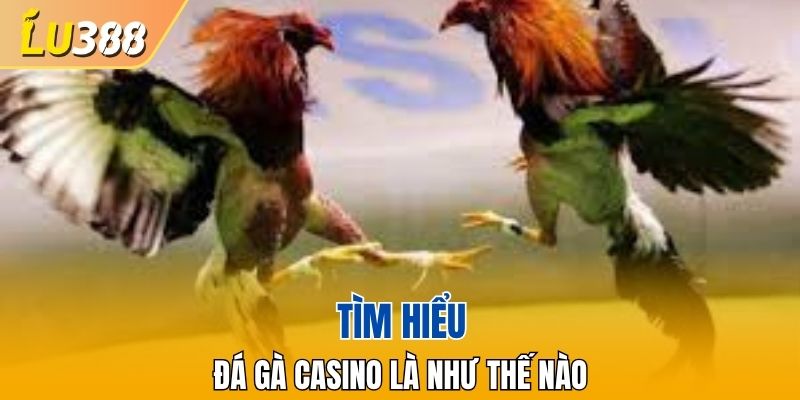 Giới thiệu hình thức đá gà casino là như thế nào