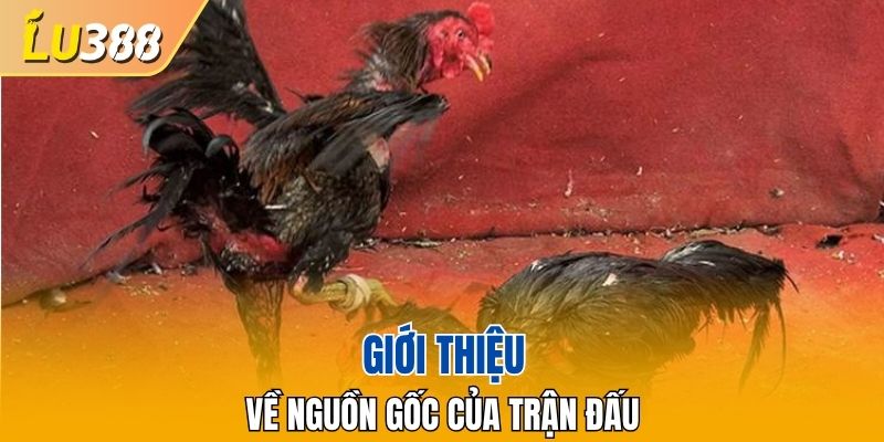 Tìm hiểu về lịch sử của đá gà
