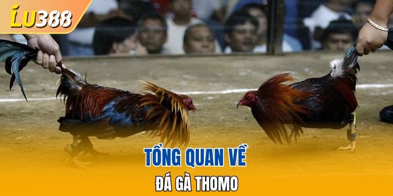 Tổng quan về đá gà Thomo