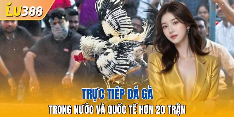 Trực tiếp hơn hai mươi trận đá gà trong nước và toàn châu Á