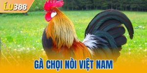 Gà chọi nòi Việt Nam
