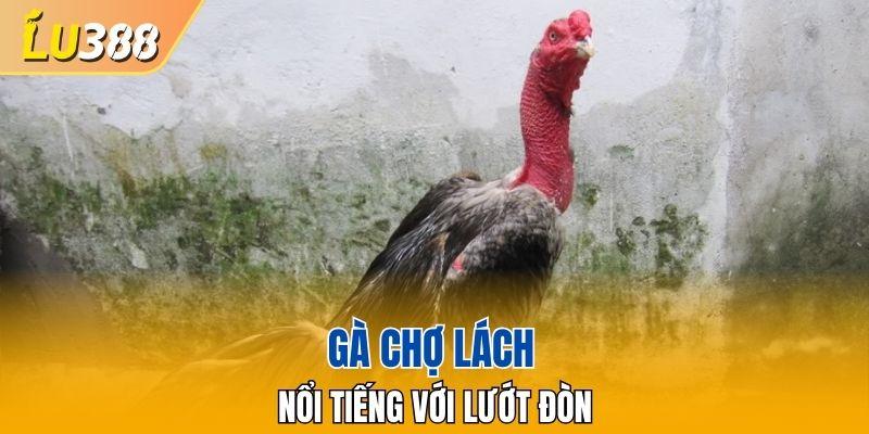 Gà chợ Lách nổi tiếng với lướt đòn