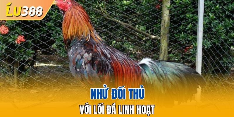 Nhử đối thủ với lối đá linh hoạt
