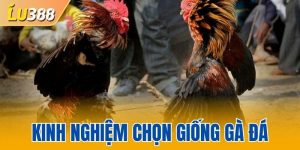 Kinh nghiệm chọn giống gà đá