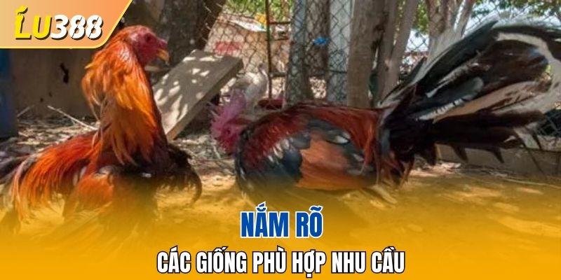 Tìm hiểu rõ về nguồn gốc