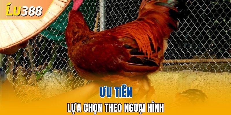 Ngoại hình vững chắc, mạnh mẽ