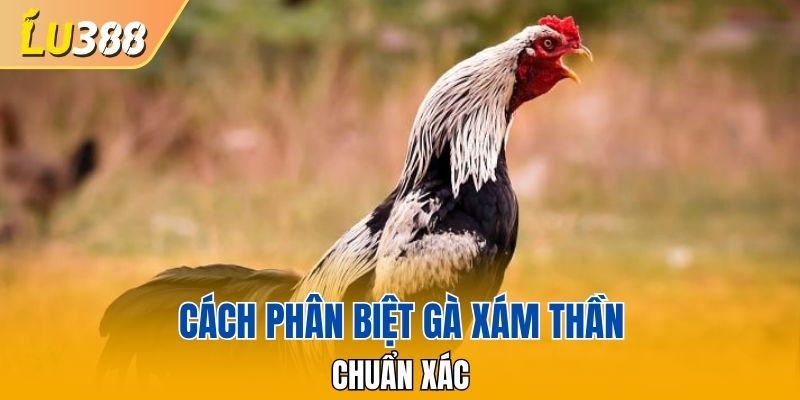 Cách phân biệt gà Xám thần chuẩn xác