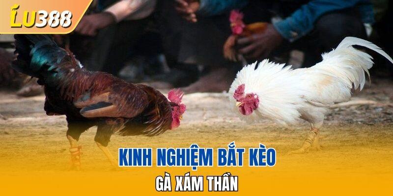Kinh nghiệm bắt kèo gà Xám thần