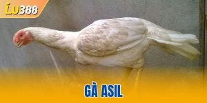 Gà Asil