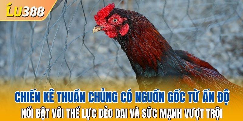 Chiến kê thuần chủng có nguồn gốc từ Ấn Độ
