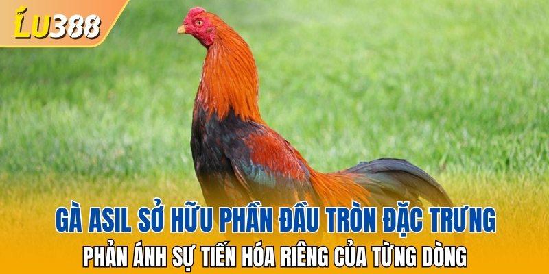 Gà Asil sở hữu phần đầu tròn đặc trưng